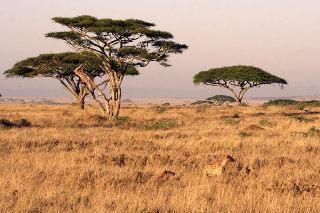 Serengeti Game Reserve. Kleins Camp