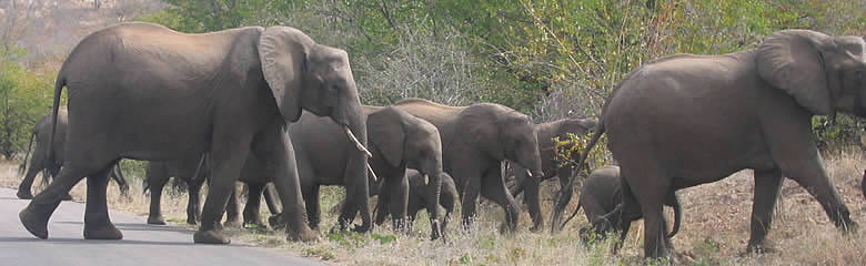 Breeding Herd of Elephant, Kruger National Park