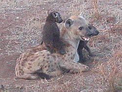 Spotted Hyena with pups - near Olifants Camp