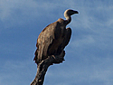 White-backed Vulture, Kruger National Park