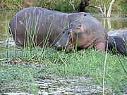 Hippo at Lake Panic Hide near Skukuza, Kruger National Park