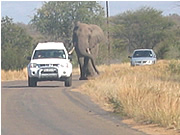 Bull Elephant outside Olifants Camp, Kruger National Park